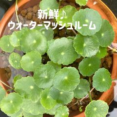 元気なウォーターマッシュルーム10本（ウォーターコイン）