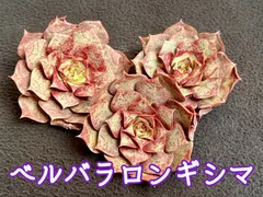 2023年最新】ベルバラ 多肉植物の人気アイテム - メルカリ