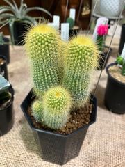 サボテン　キンコウマル