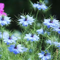 ニゲラ　種30粒　花の種