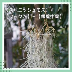 【スパニッシュモス専用フックA】＋【銀葉中葉スパニッシュモス】 チランジア　ウスネオイデス エアプランツ ハンガー