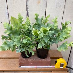 光触媒 人工観葉植物 ウォールグリーン フェイクフラワー ストレチア