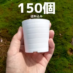 2025年最新】プセウドリトスの人気アイテム - メルカリ
