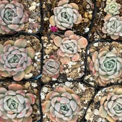 爪々～ 実生苗 ⭐️ラジョヤ×黒爪ザラゴーサ⭐️多肉 エケベリア