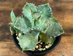 Agave/アガベ  イシスメンシス/肉厚兜蟹 "怪獣" 子株付き 発根済  送料込み