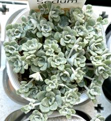 白雪ミセバヤ　セダム　多肉植物