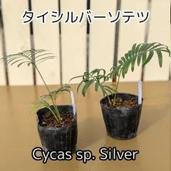 2025年最新】タイシルバー ソテツの人気アイテム - メルカリ