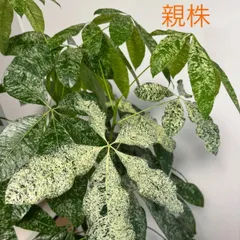 レア♡パキラ♡ミルキーウェイ♡接木♡6号♡お鉢ごとメルカリ便で レア♡パキラ♡ミルキーウェイ♡接木♡6号♡お鉢ごとメルカリ便