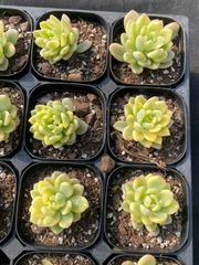 抜き苗 ギョウシレン錦 MY24×40株 ふっくら 多肉植物 エケベリア サボテン 韓国苗 新入荷