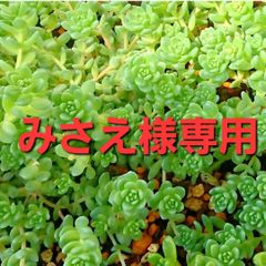 みさえ様専用
