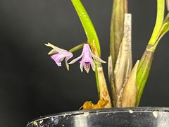 ★洋蘭★原種★Scaphyglottis graminifolia (=violacea)★スカフィグロッティス　グラミニフォリア★3-13