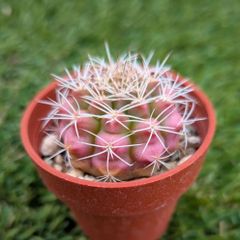 サボテン　ギムノカリキウム属　翠晃冠（１寸）