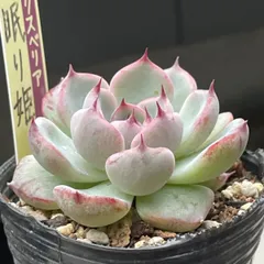 ❤️確認用❤️☆D ミックスベリア❤️眠り姫❤️抜き苗♪ ✨メルカリ