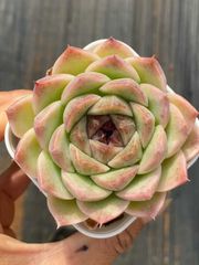 70株の抜き苗セット】ルドリップ 多肉植物 佐川急便発送