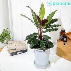 極美品 IKEA イケア 人工観葉植物 カラテア 編みカゴ フェイクグリーン