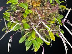 ★洋蘭★原種★Bulb. longilabre★バルボフィラム ロンギラブレ★山野草★着生蘭★珍奇植物★テラリウム★株に対して大輪の花★4-3