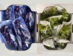 9月中旬〜発送　山形産　ぶどう　スチューベン＆ナイヤガラ　4kg
