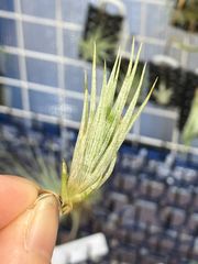 【ネコポス】チランジア  テワカーナ tillandsia tehuacana　キンクマ農園☆T0128
