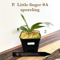 リトルフィンガー】 胞子培養 ポット苗 ビカクシダ 観葉植物
