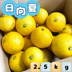 福岡県産 日向夏  2.5kg ★ラスト1箱
