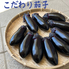 こだわり茄子　佐藤のなす　1キロ　60サイズ
