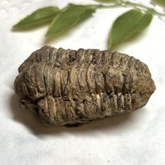 【E13533】三葉虫 古生代デボン紀 化石 モロッコ 化石標本