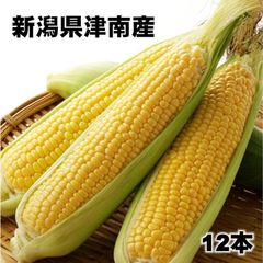 予約【季節限定】「生で食べれる。糖度18度。甘すぎる。」鬼もろこし12本