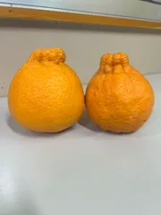 悪魔のデコポン(不知火) 5キロと4キロ 楽天市場】不知火 5kgの通販