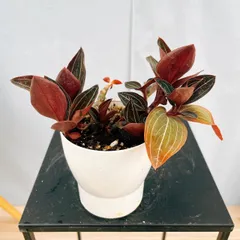 ［現品］【希少】1番　☆宝石蘭☆  ルディシア　ルミエル　観葉植物　かわいい　ラン　蘭　ジュエルオーキッド　洋蘭　綺麗のサムネイル