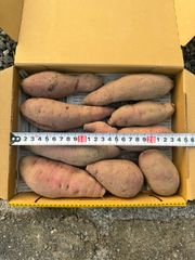 無農薬　さつまいも　べにはるか　コンパクトいっぱい②
