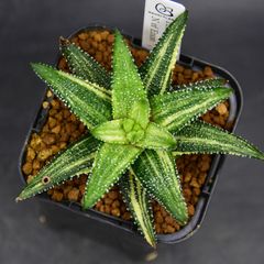 ハオルチア ⭐️闇の森⭐️ 極上品　美苗　美品　発根済み。 Yahoo!オークション - 35 ハオルチア 多肉植物【繁殖苗】闇の森