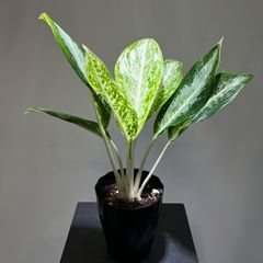 アグラオネマ　パランサプ　抜き苗
