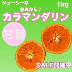 春みかん　カラマンダリン　1kg【和歌山県有田産】【農家直送】