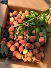 ライチ取木苗木(大) レイシ 台湾玉荷苞 改良品種プリンセスの笑顔