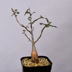 3NC 実生 パキコルムス ディスカラー コーデックス 塊根植物 パキコルムスディスカラー