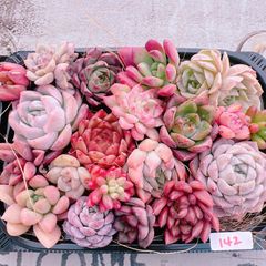 新春特別価格!!多肉植物寄せ植えset♡142♡+プレゼント