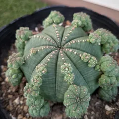 2025年最新】ユーフォルビア シンメトリカの人気アイテム - メルカリ