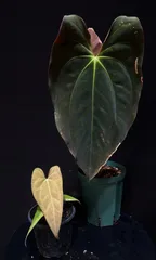 2025年最新】anthurium papillilaminumの人気アイテム - メルカリ