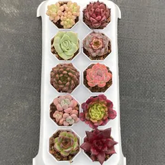 多肉植物 韓国苗 エケベリア MIX苗セット 多肉植物 韓国苗 エケベリア MIX苗セット このままゆうパケット