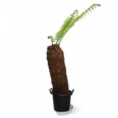 Dicksonia antarctica ディクソニア アンタルクティカ 2 木性シダ 全高110cm 胴囲85.5cm
