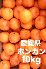 愛媛県産　ポンカン　柑橘　10kg