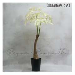 レア♡パキラ♡ミルキーウェイ♡接木♡6号♡お鉢ごとメルカリ便で レア♡パキラ♡ミルキーウェイ♡接木♡6号♡お鉢ごとメルカリ便