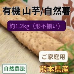 【有機JAS認証】熊本県産 山芋（自然薯）約1.2kg　訳あり