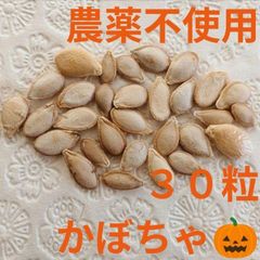 【農薬不使用】かぼちゃの種 夏野菜の種 カロチン豊富