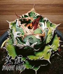 2025年最新】皇冠 アガベの人気アイテム - メルカリ