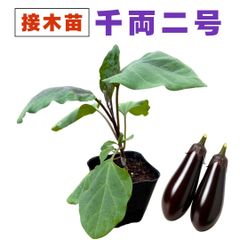 なす 接ぎ木 苗 千両2号 中長ナス 千両二号 販売 プランター 初心者でも育てやすい 家庭菜園 ナス なすび 茄子 野菜 接木苗 農場直送 9cm