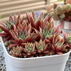 多肉植物 ☘️ センペルビウム ウッチ いっぱい 抜き苗