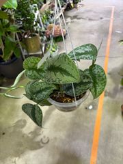 スキンダプサス・トレビー　複白　ハンギング　ネガミエル　Air　５号　吊り鉢　観葉植物　インテリア　グリーン　屋内　インドア　装飾　オシャレ　可愛い