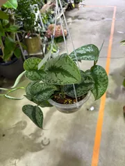 2025年最新】scindapsus スキンダプサスの人気アイテム - メルカリ