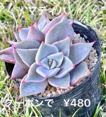 マディバ  双頭  多肉植物  エケベリア  抜き苗